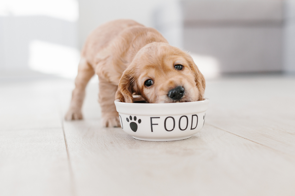 Je lepšie kŕmiť psíka konzervami alebo granulami?
