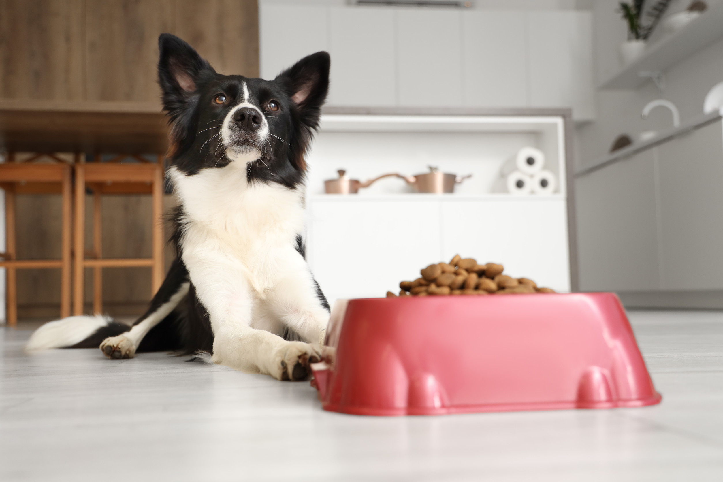 Miska s BARF stravou plná čerstvého mäsa a zeleniny pripravená pre psa počas letného dňa